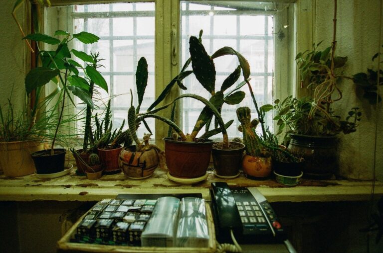 How to Choose the Best Indoor Plants for Your Home