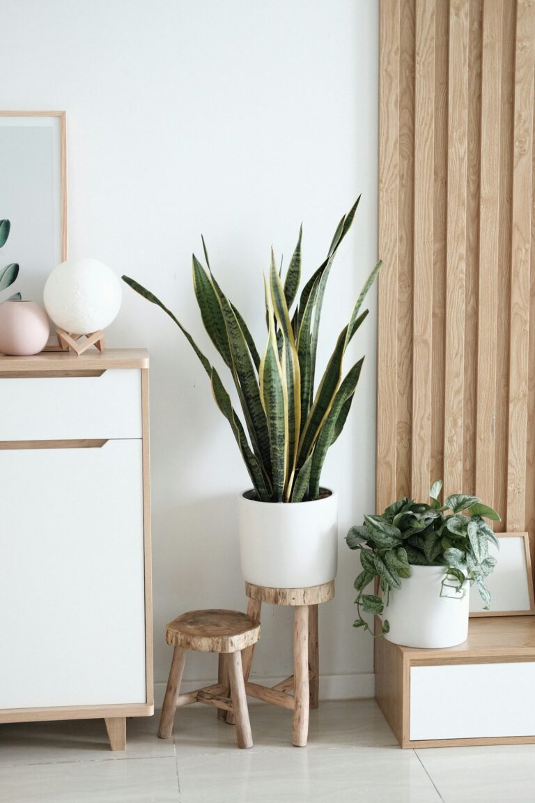 Seasonal Indoor Plant Care: A Complete Guide