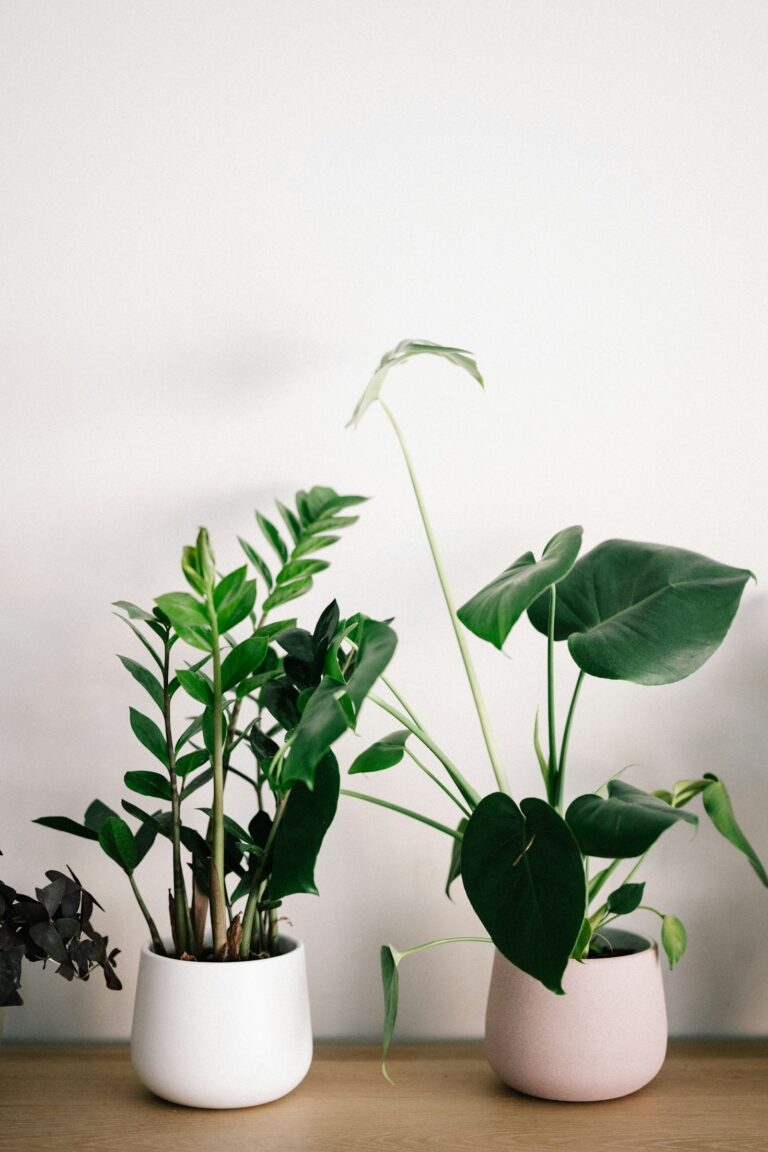 Creating a Thriving Indoor Jungle on a Budget